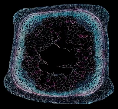 Cross section cut under microscope microscopic view of botanic plant cells Stock Photos