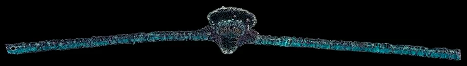 Cross section cut under microscope microscopic view of botanic plant cells Stock Photos