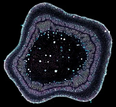 Cross section cut under microscope microscopic view of botanic plant cells Stock Photos