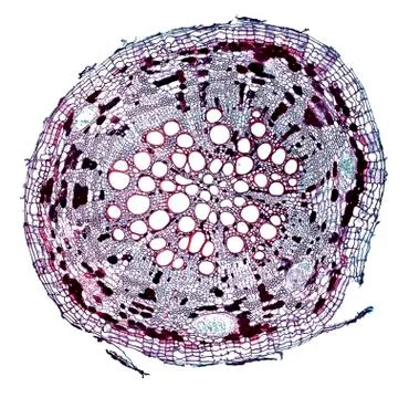 Cross section cut under microscope microscopic view of botanic plant cells Foto stock