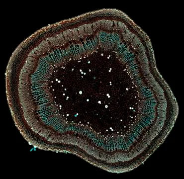 Cross section cut under microscope microscopic view of botanic plant cells Photos