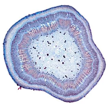 Cross section cut under microscope microscopic view of botanic plant cells Stock Photos
