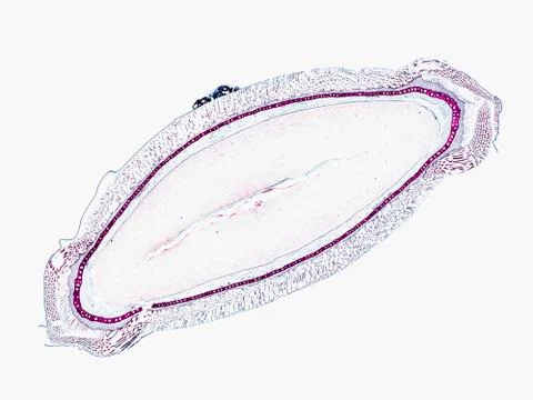 Cross section cut under microscope microscopic view of botanic plant cells Stock Photos