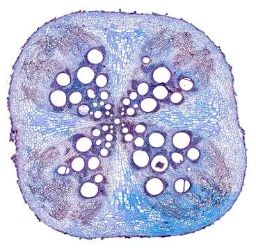 Cross section cut under microscope microscopic view of botanic plant cells Foto stock