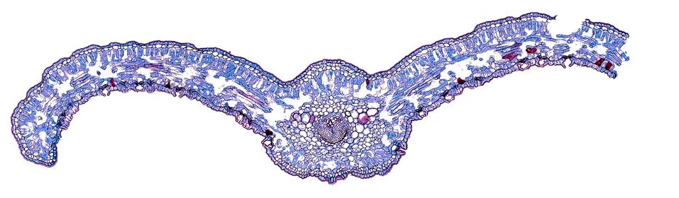 Cross section cut under microscope microscopic view of botanic plant cells Stock Photos