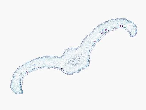 Cross section cut under microscope microscopic view of botanic plant cells Foto stock