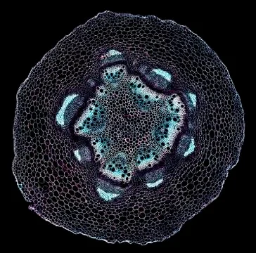 Cross section cut under microscope microscopic view of botanic plant cells Stock Photos