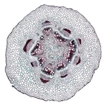 Cross section cut under microscope microscopic view of botanic plant cells Foto stock