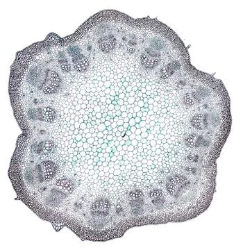 Cross section cut under microscope microscopic view of botanic plant cells Foto stock