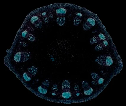 Cross section cut under microscope microscopic view of botanic plant cells Stock Photos