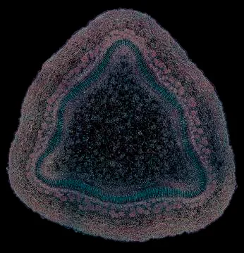 Cross section cut under microscope microscopic view of botanic plant cells Foto stock