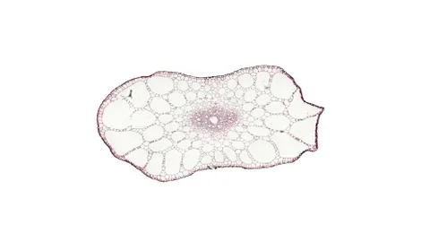 Cross section cut under microscope microscopic view of botanic plant cells Stock Photos