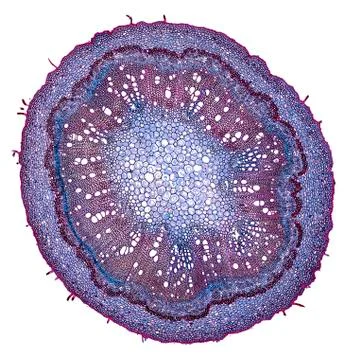 Cross section cut under microscope microscopic view of botanic plant cells Stock Photos
