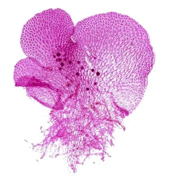 Cross section cut under microscope microscopic view of botanic plant cells Stock Photos