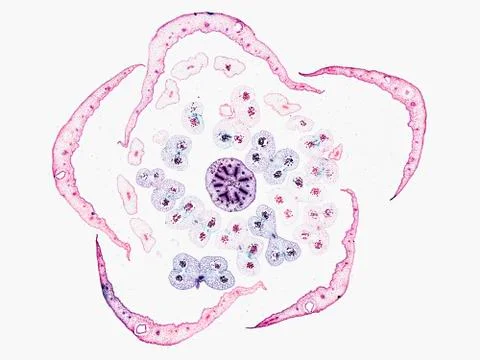 Cross section cut under microscope microscopic view of botanic plant cells Stock-Fotos