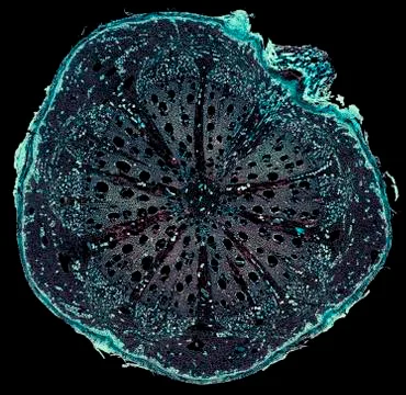 Cross section cut under microscope microscopic view of botanic plant cells Stock Photos