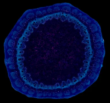 Cross section cut under microscope microscopic view of botanic plant cells Foto stock