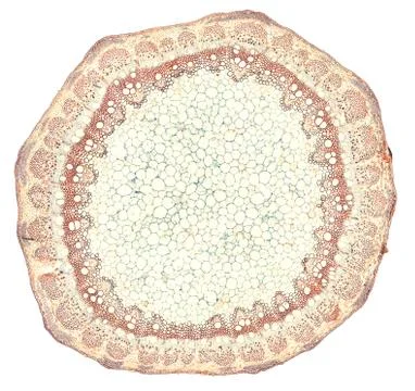 Cross section cut under microscope microscopic view of botanic plant cells Photos