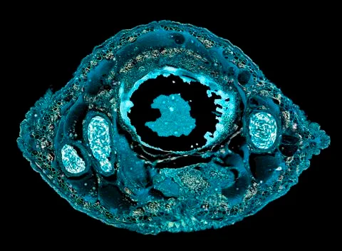 Cross section cut under microscope microscopic view of botanic plant cells Stock Photos