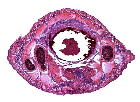Cross section cut under microscope microscopic view of botanic plant cells Stock Photos