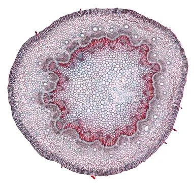 Cross section cut under microscope microscopic view of botanic plant cells Stock Photos
