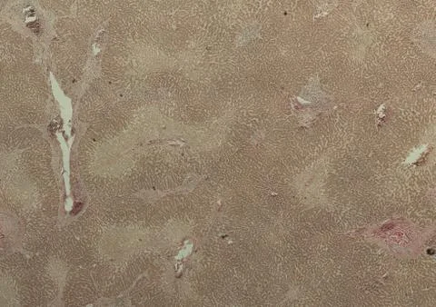 Cross section cut under microscope microscopic view of botanic plant cells Stock Photos