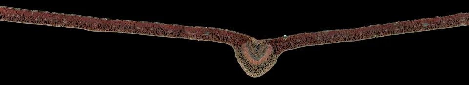 Cross section cut under microscope microscopic view of botanic plant cells Stock Photos