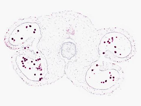 Cross section cut under microscope microscopic view of botanic plant cells Foto stock
