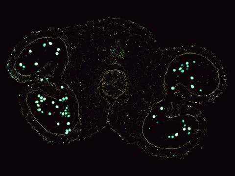 Cross section cut under microscope microscopic view of botanic plant cells Stock Photos
