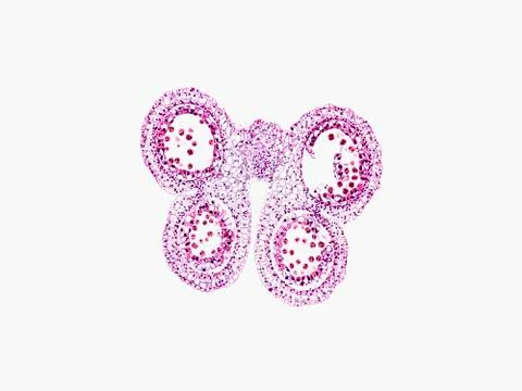 Cross section cut under microscope microscopic view of botanic plant cells Foto stock