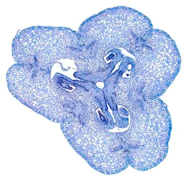 Cross section cut under microscope microscopic view of botanic plant cells Foto stock