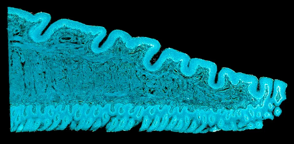 Cross section cut under microscope microscopic view of botanic plant cells Stock Photos