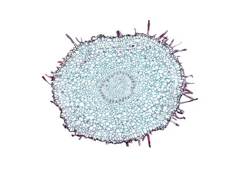 Cross section cut under microscope microscopic view of botanic plant cells Stock Photos