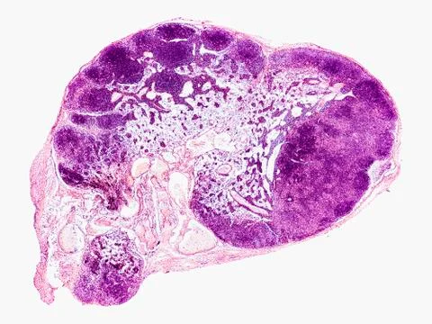 Cross section cut under microscope microscopic view of botanic plant cells Stock Photos