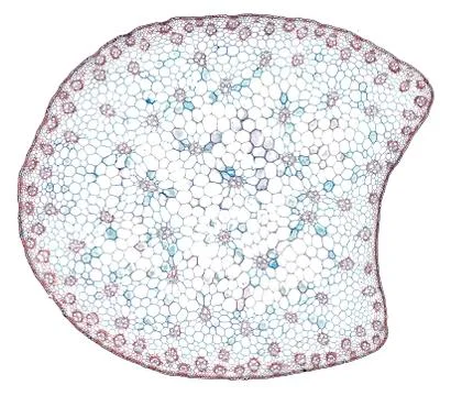 Cross section cut under microscope microscopic view of botanic plant cells Stock Photos