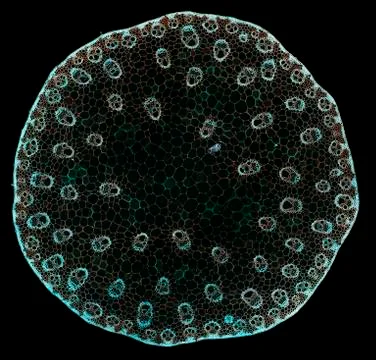 Cross section cut under microscope microscopic view of botanic plant cells Stock Photos