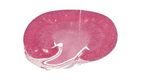 Cross section cut under microscope microscopic view of botanic plant cells Foto stock