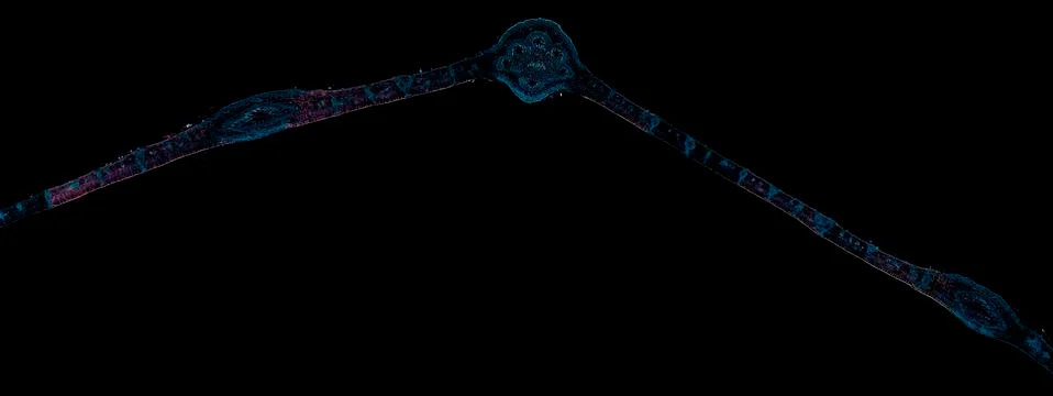Cross section cut under microscope microscopic view of botanic plant cells Stock Photos