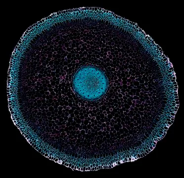 Cross section cut under microscope microscopic view of botanic plant cells Foto stock