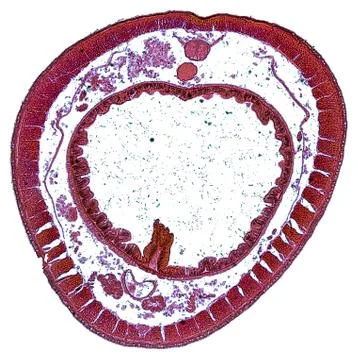 Cross section cut under microscope microscopic view of botanic plant cells Stock Photos