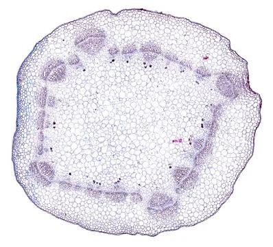 Cross section cut under microscope microscopic view of botanic plant cells Stock Photos