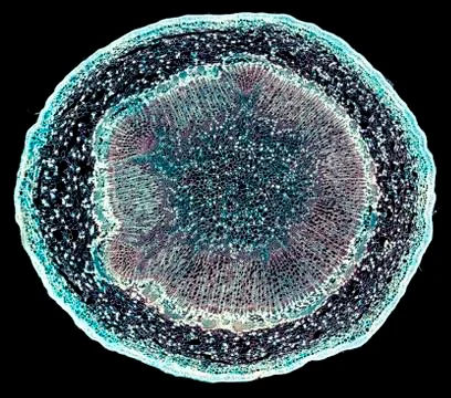 Cross section cut under microscope microscopic view of botanic plant cells Stock Photos