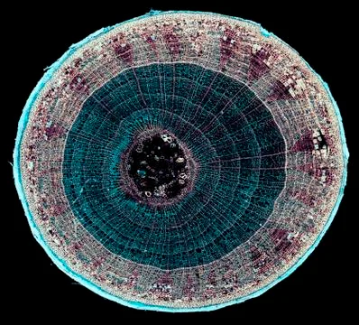 Cross section cut under microscope microscopic view of botanic plant cells Foto stock