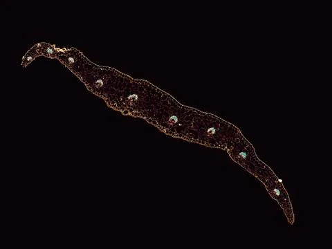 Cross section cut under microscope microscopic view of botanic plant cells Stock Photos
