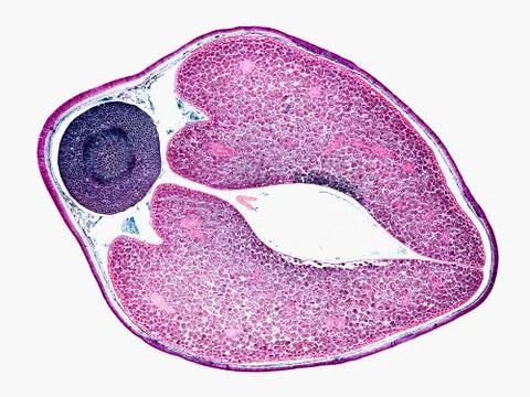 Cross section cut under microscope microscopic view of botanic plant cells Stock Photos