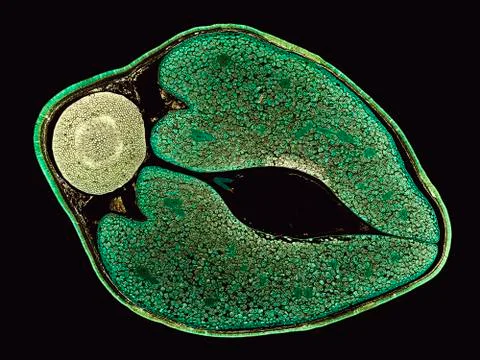 Cross section cut under microscope microscopic view of botanic plant cells Stock Photos
