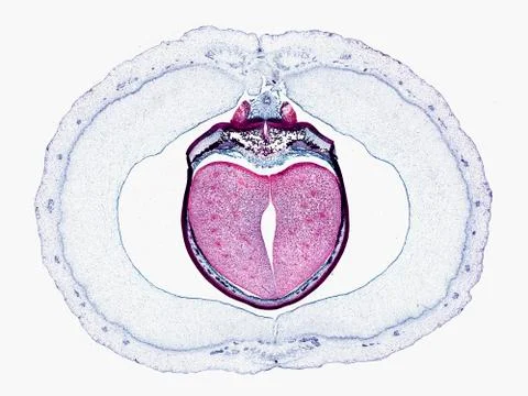 Cross section cut under microscope microscopic view of botanic plant cells Stock Photos