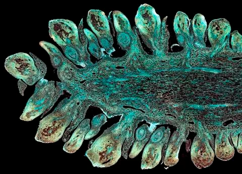Cross section cut under microscope microscopic view of botanic plant cells Stock Photos