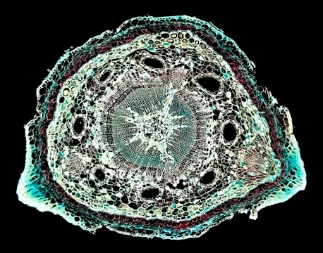 Cross section cut under microscope microscopic view of botanic plant cells Stock Photos