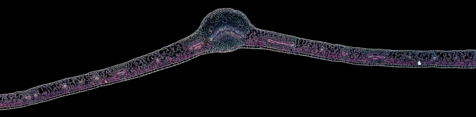 Cross section cut under microscope microscopic view of botanic plant cells Stock Photos